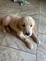 Graham, a male Golden Retriever for sale in Fallbrook, CA – 5 of 10