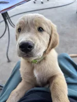 Graham, a male Golden Retriever for sale in Fallbrook, CA – 4 of 10