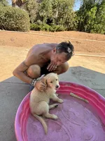 Graham, a male Golden Retriever for sale in Fallbrook, CA – 8 of 10