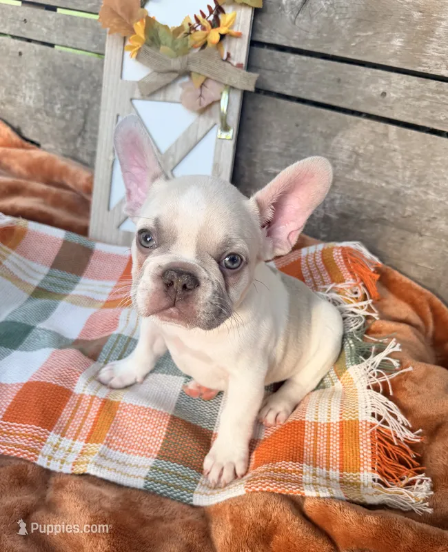 N1  – French Bulldog puppy for sale in Delhi, LA