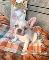 N1 , a male French Bulldog for sale in Delhi, LA – 1 of 4