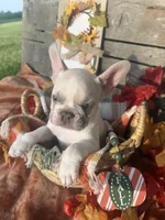 N1 , a male French Bulldog for sale in Delhi, LA – 3 of 4