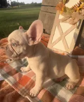 N2, a male French Bulldog for sale in Delhi, LA – 2 of 3