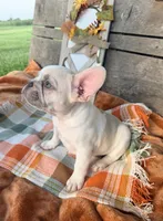 N1 , a male French Bulldog for sale in Delhi, LA – 4 of 4