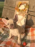 N2, a male French Bulldog for sale in Delhi, LA – 1 of 3