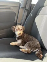Yobi, a male Poodle - Toy  for sale in Havelock, NC – 5 of 5