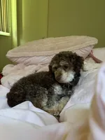 Yobi, a male Poodle - Toy  for sale in Havelock, NC – 1 of 5
