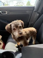 Yobi, a male Poodle - Toy  for sale in Havelock, NC – 4 of 5