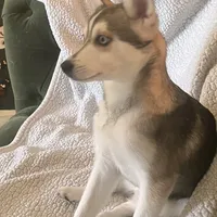 Briley, a female Alaskan Klee Kai for sale in Bellingham, WA – Photo 2 of 3
