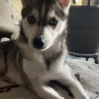 Briley, a female Alaskan Klee Kai for sale in Bellingham, WA – Photo 3 of 3