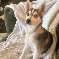 Briley, a female Alaskan Klee Kai for sale in Bellingham, WA – Photo 1 of 3