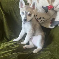 Greybird , a male Alaskan Klee Kai for sale in Bellingham, WA – Photo 2 of 2