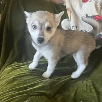 Greybird , a male Alaskan Klee Kai for sale in Bellingham, WA – Photo 1 of 2
