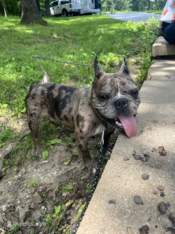 King  – French Bulldog puppy for sale in Minneapolis, MN