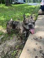 King , a male French Bulldog for sale in Minneapolis, MN – 1 of 2