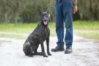 Viper, a female Belgian Malinois and Dutch Shepherd for sale in Minneapolis, MN – 1 of 4