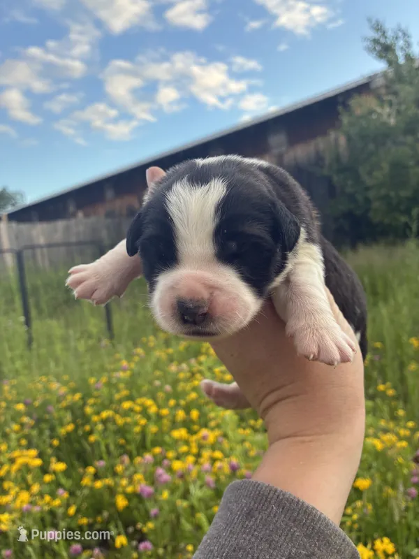 Legacy  – Saint Bernard puppy for sale in Minneapolis, MN