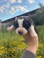 Legacy , a female Saint Bernard for sale in Minneapolis, MN – 1 of 2