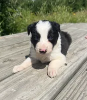 Kate, a female Border Collie for sale in Minneapolis, MN – 2 of 5