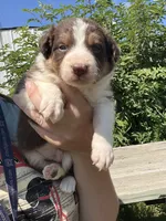 Duke, a male Border Collie for sale in Minneapolis, MN – 2 of 5