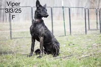 Viper, a female Belgian Malinois and Dutch Shepherd for sale in Minneapolis, MN – 3 of 3