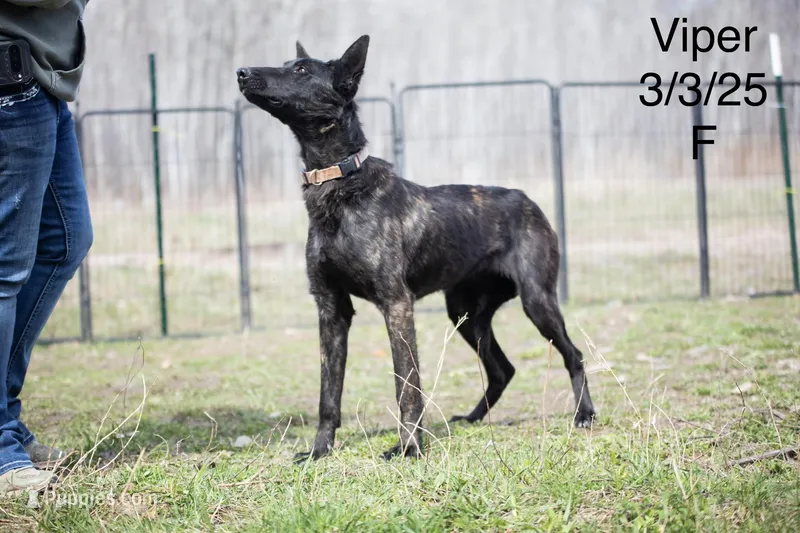 Viper – Belgian Malinois, Dutch Shepherd puppy for sale in Minneapolis, MN