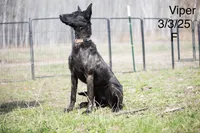 Viper, a female Belgian Malinois and Dutch Shepherd for sale in Minneapolis, MN – 2 of 3
