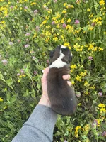 Patriot, a male Saint Bernard for sale in Minneapolis, MN – 2 of 3