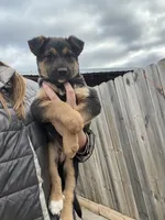 Coyote , a male Belgian Malinois and Border Collie for sale in Minneapolis, MN – 1 of 5