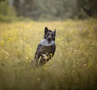 Coyote , a male Belgian Malinois and Border Collie for sale in Minneapolis, MN – 4 of 5