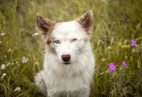 Coyote , a male Belgian Malinois and Border Collie for sale in Minneapolis, MN – 2 of 5