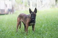Victory, a female Belgian Malinois for sale in Minneapolis, MN – 4 of 5