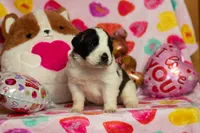 processed/68915448-dbff-45bc-bf34-f64a0a1a0c42/listing/11b4769f-5b88-455a-a95a-d463e481b7a3/f8d77f2d-ed1f-4d82-b57d-98fbebc3c562