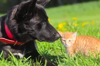 Twilight, a female Belgian Malinois and Dutch Shepherd for sale in Minneapolis, MN – 3 of 8