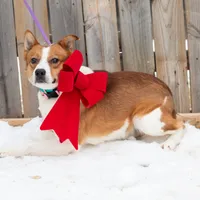Ranger, a male Australian Cattle Dog and Australian Shepherd for sale in Minneapolis, MN – 1 of 1