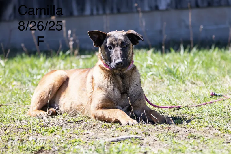 Camilla – Belgian Malinois puppy for sale in Minneapolis, MN
