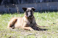 Camilla, a female Belgian Malinois for sale in Minneapolis, MN – 1 of 2