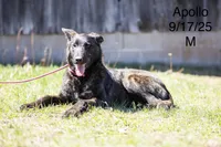 Apollo, a male Belgian Malinois and Dutch Shepherd for sale in Minneapolis, MN – 3 of 3