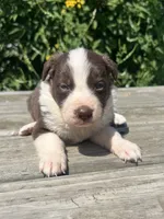 Bella , a female Border Collie for sale in Minneapolis, MN – 1 of 5
