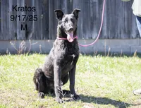 Kratos, a male Belgian Malinois and Dutch Shepherd for sale in Minneapolis, MN – 5 of 8
