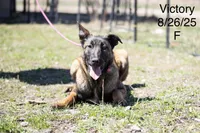 Victory, a female Belgian Malinois for sale in Minneapolis, MN – 3 of 3