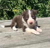 Reina, a female Border Collie for sale in Minneapolis, MN – 2 of 5