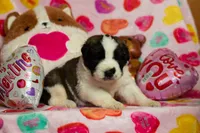 processed/68915448-dbff-45bc-bf34-f64a0a1a0c42/listing/27925fe1-be09-426d-b873-2b4a32e8d4a2/740beb6a-9c20-4b1d-a8d5-15ef8fbac1da