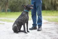 Viper, a female Belgian Malinois and Dutch Shepherd for sale in Minneapolis, MN – 2 of 4