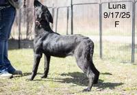 Luna, a female Belgian Malinois and Dutch Shepherd for sale in Minneapolis, MN – 2 of 5