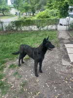 Kratos, a female Belgian Malinois and Dutch Shepherd for sale in Minneapolis, MN – 2 of 4