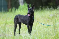 Luna, a female Belgian Malinois and Dutch Shepherd for sale in Minneapolis, MN – 2 of 4