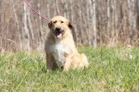 Crush, a male Belgian Malinois and Old English Sheepdog for sale in Minneapolis, MN – 2 of 4