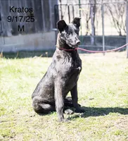 Kratos, a male Belgian Malinois and Dutch Shepherd for sale in Minneapolis, MN – 6 of 8