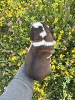 Charlie, a male Saint Bernard for sale in Minneapolis, MN – 3 of 3